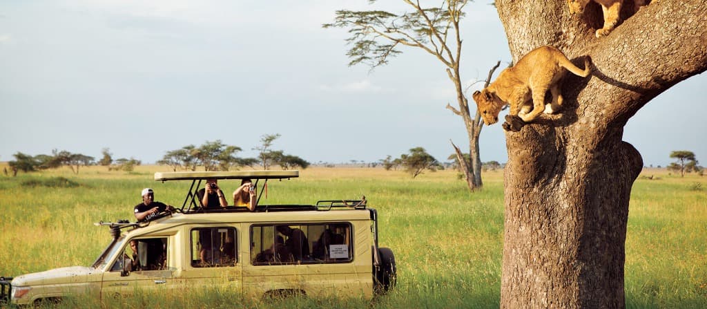 Wildlife Safaris