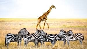 Tanzania Safari Background