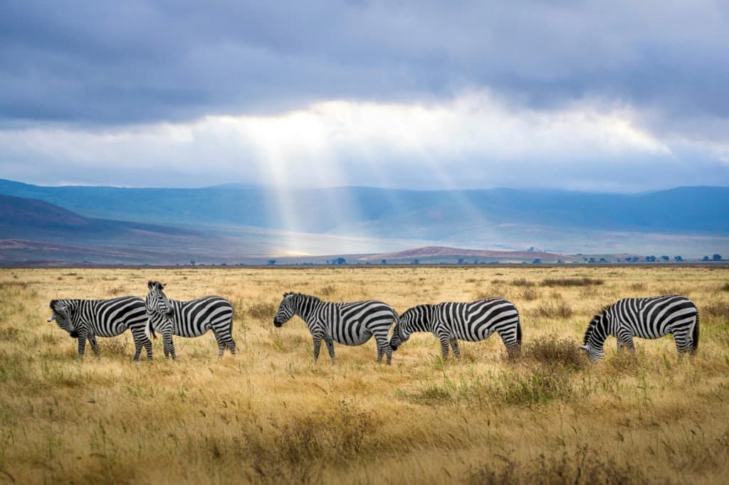 Tanzania Safari Experience